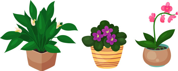 盆栽在陶瓷花盆里图片下载