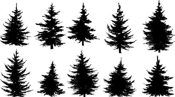 设置剪影松树，云杉或冷杉图片下载