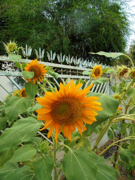 向日葵图片下载