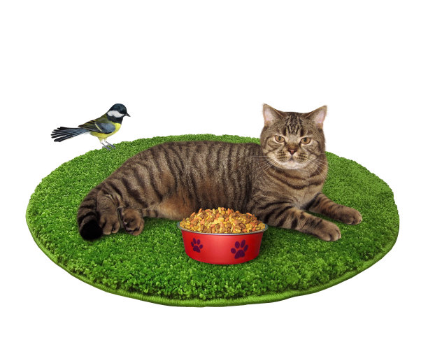 猫躺在绿色的圆地毯上图片下载