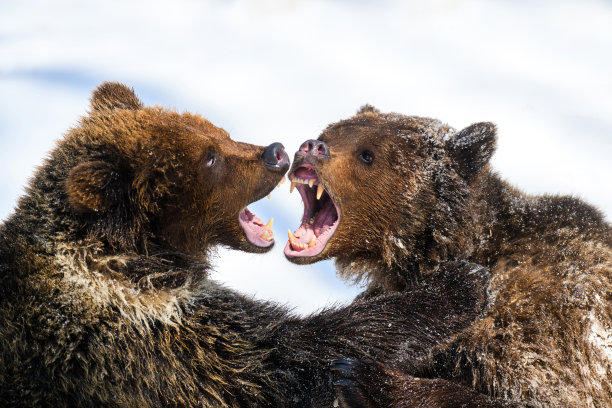 冬季森林中的野生成年棕熊。自然栖息地中的危险动物图片下载