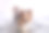 澳大利亚牧羊犬狗在海里或湖里游泳时跳进水里素材图片