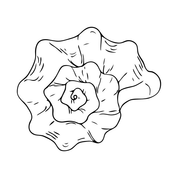 海贝矢量插图。图片下载