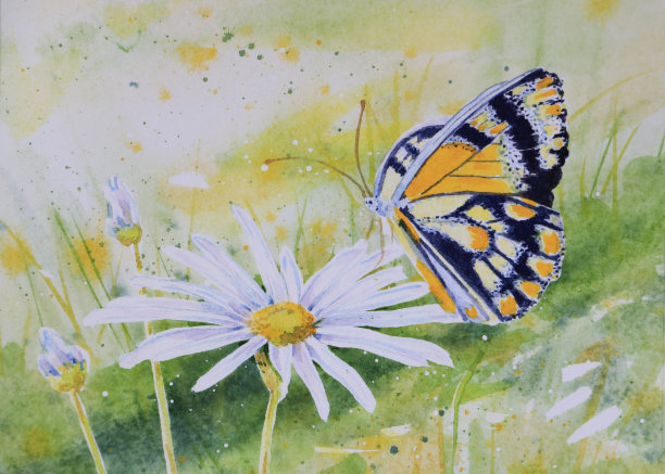 蝴蝶在白色雏菊花水彩画上休息的细节图片下载