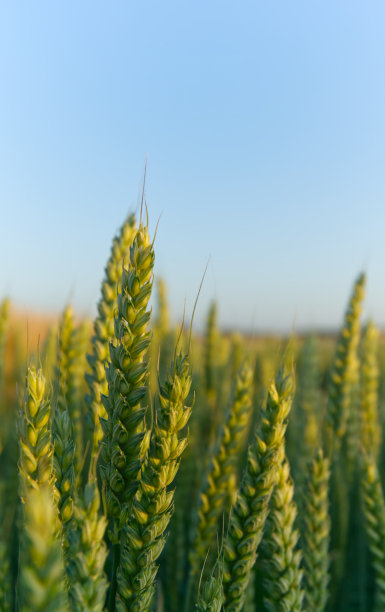 特写照片的绿色小麦穗在美丽的土地。成熟的小麦的耳朵图片下载