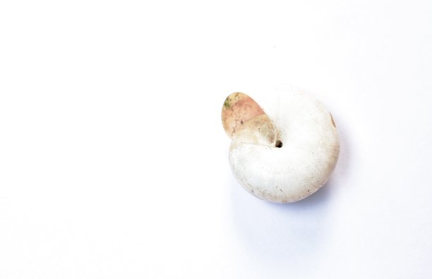 白色背景上死后的蜗牛壳图片下载