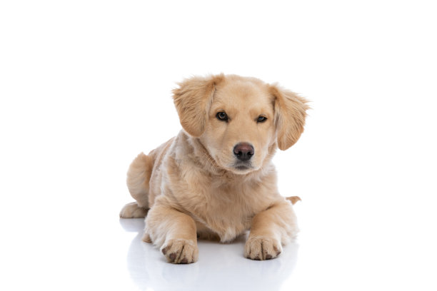 可爱的小拉布拉多猎犬躺下图片下载