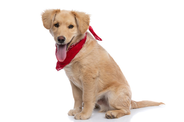 可爱的小拉布拉多小狗戴着红色的头巾，喘着粗气图片下载