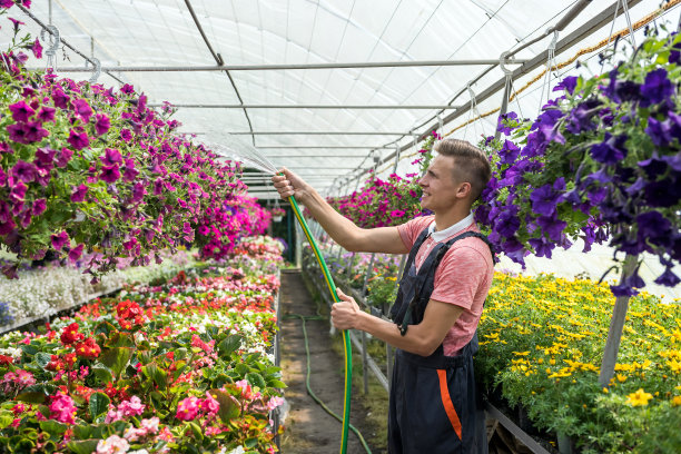 花店用软管给温室里不同颜色的花浇水图片下载