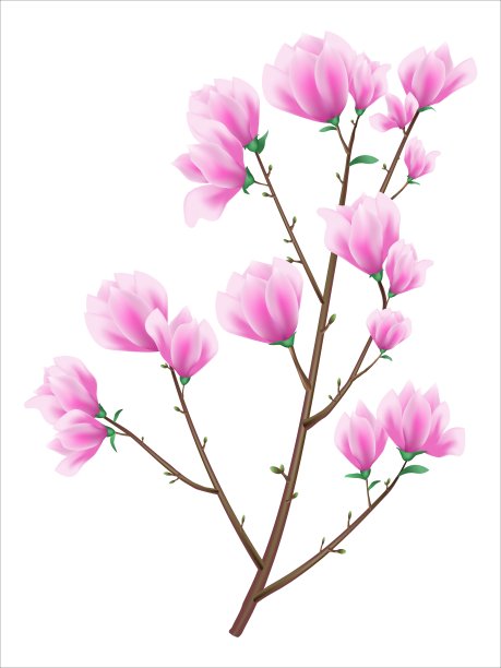 早午餐上的矢木兰花图片下载