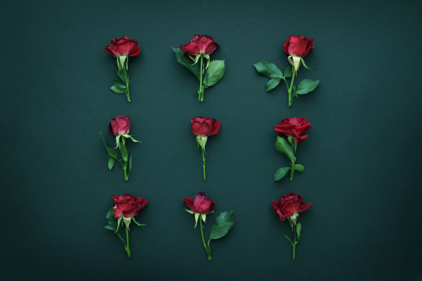 红玫瑰在深色的背景上，俯视图图片下载