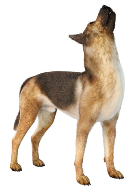 3D插图德国牧羊犬在白色图片下载