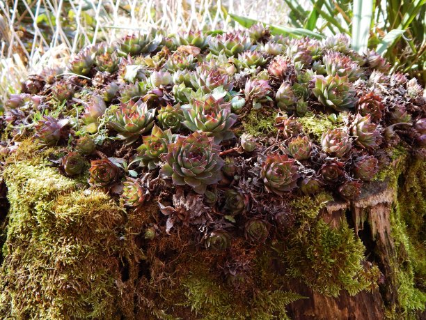 彩色的房屋在苔藓覆盖的树桩上图片下载