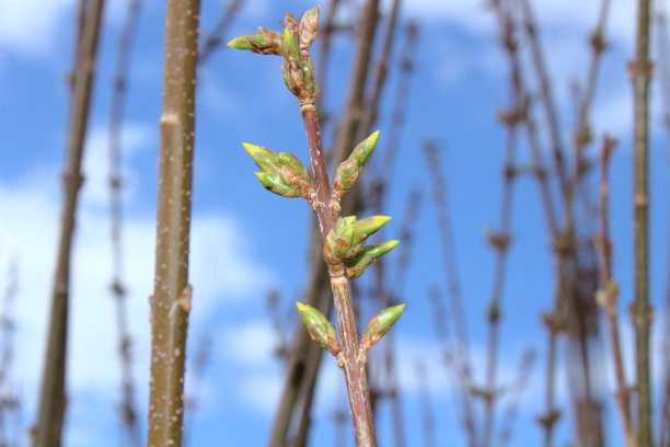 花园里有蓓蕾的连翘图片下载