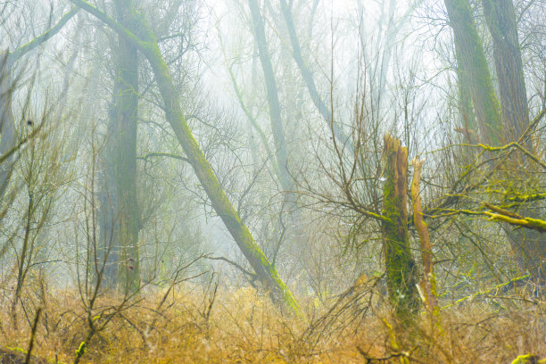 在冬季明亮雾蒙蒙的阳光下，湿地中有树木、芦苇和灌木的田野图片下载