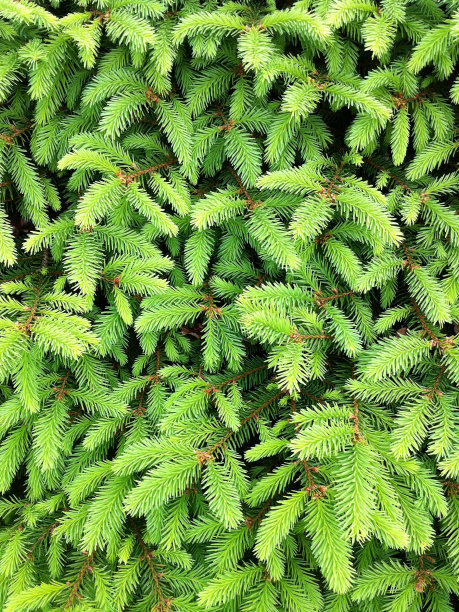 菲尔分行图片下载