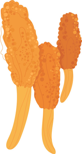 蘑菇林秋季食用菌收集图片下载