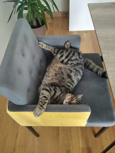 大胖可爱的虎斑猫以奇怪的姿势睡在椅子上图片下载