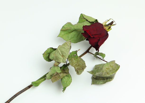 褪色的干玫瑰孤立的白色背景图片下载