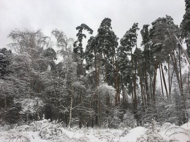 冬天的风景图片下载