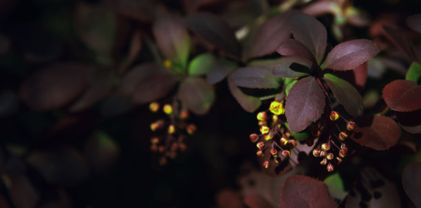 紫色的背景来自日本barberry (barberry thunbergii, thunbergs barberry, red barberry)的叶子。背景纹理。天然植物的背景。为文本复制空间。图片下载