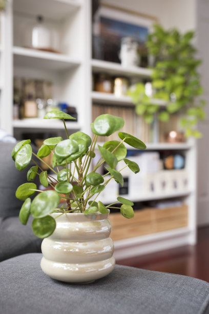 在花盆里种银杏树。图片下载