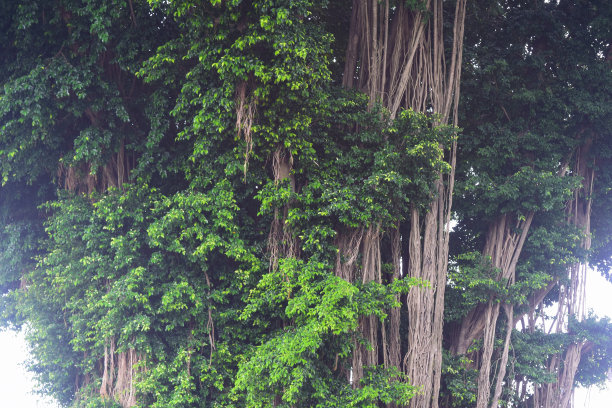 日惹市南广场榕树景观照片图片下载