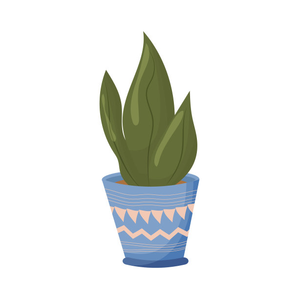 室内盆栽植物中的花卉绿色物体图片下载