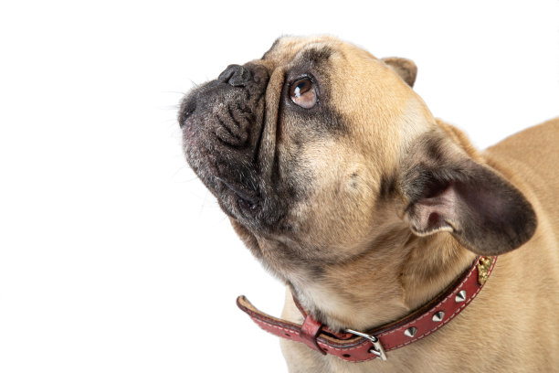 在白色的背景上抬头看的斗牛犬。图片下载