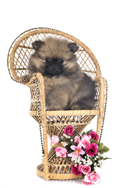 年轻的波美拉尼亚的图片下载