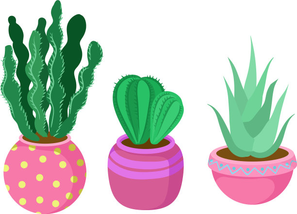 花盆中的仙人掌和肉质植物图片下载