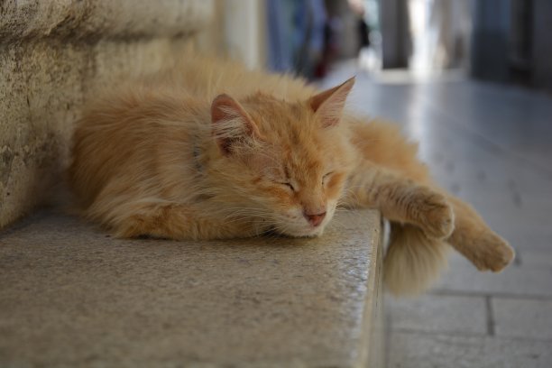 在黑山科托尔，虎猫睡在石头地板上图片下载