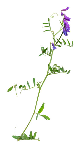 鼠豌豆(Vicia cracca)带花的树枝图片下载