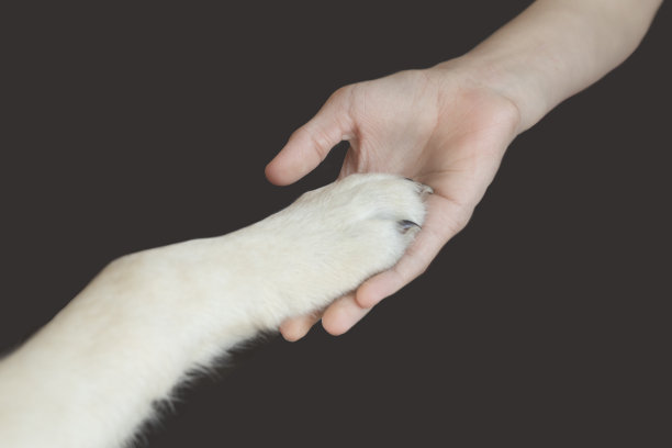 手握狗爪的人孤立在黑色。21、人类和动物之间的友谊，最好的朋友，握手言和，伸出爪子。帮助无家可归的动物图片下载