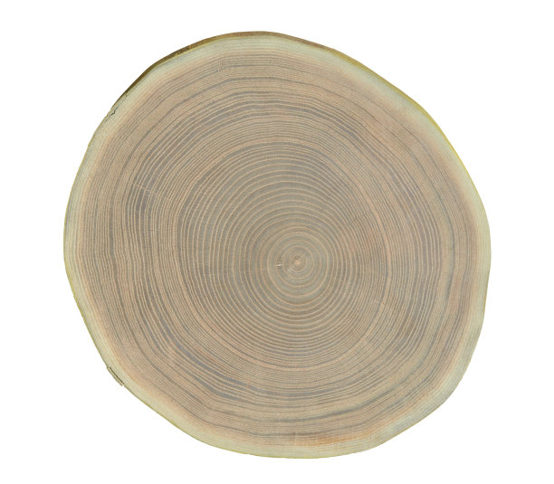 树木(Maakia amurensis)的砍伐表面图片下载