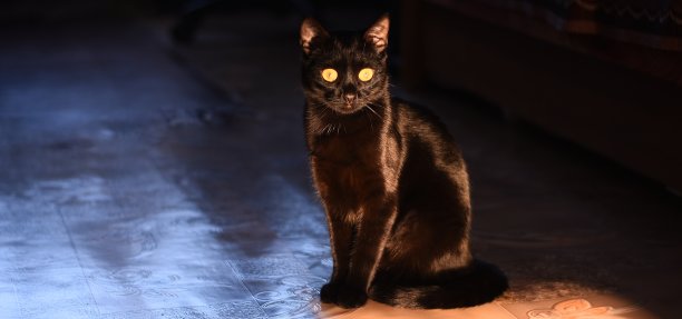 横幅。一只黑猫坐着看着摄像机图片下载