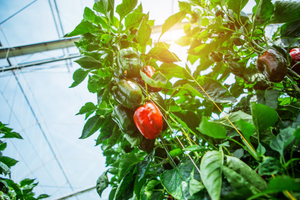 荷兰的辣椒温室图片下载