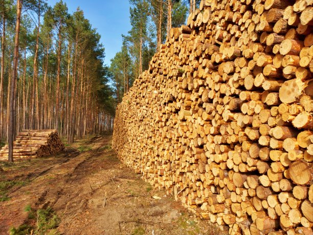 木垛，年轮图片下载