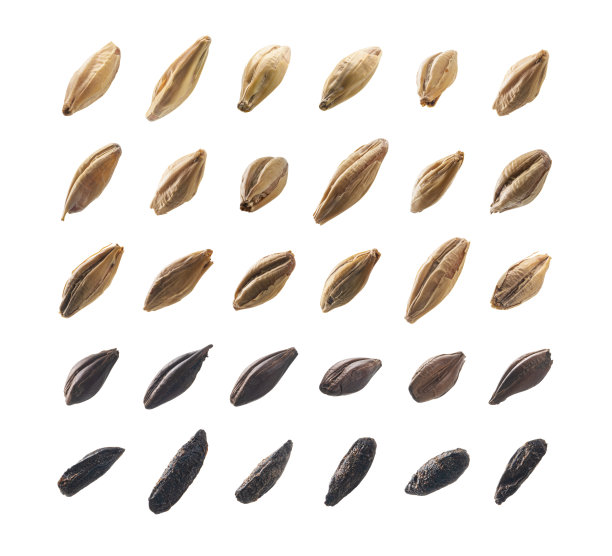 白色背景的大麦芽图片下载