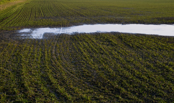 田野里的洪水毁坏了小麦和谷类作物。可以看到一排排被水坑积水损坏的植物头。用重型拖拉机压实的土壤不会泛滥。图片下载