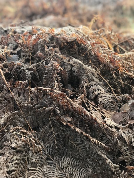 冬天的蕨类植物图片下载