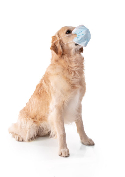 戴着防护面具的金毛猎犬图片下载
