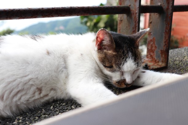 睡觉的猫图片下载