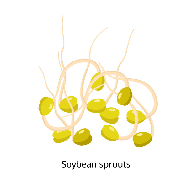 在白色背景上分离的大豆芽，大豆产品载体插图。图片下载