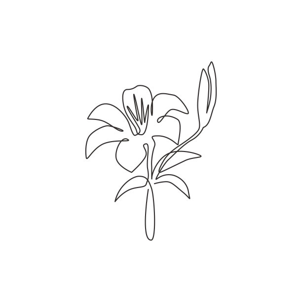 单线画美丽清新的百合图片下载