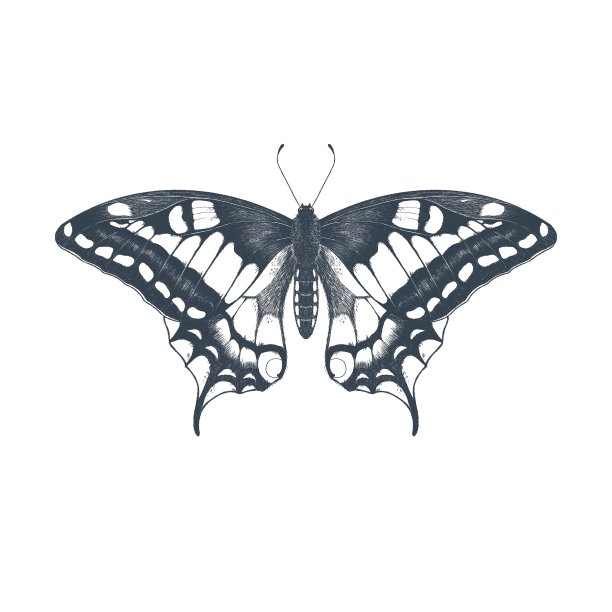 白底上孤立的燕尾蝶铅笔仿图插图图片下载