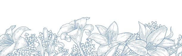 莉莉花。无缝的框架。背景说明。手绘轮廓。园林植物的开花抽象工厂图片。向量图片下载