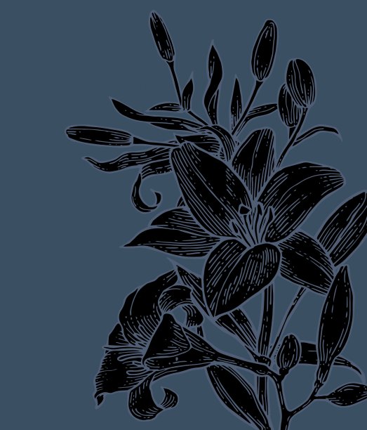 莉莉花。背景说明。手绘轮廓。园林植物的开花抽象工厂图片。向量图片下载