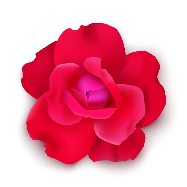 真实的红玫瑰花蕾孤立在白色背景上。前视图。图片下载