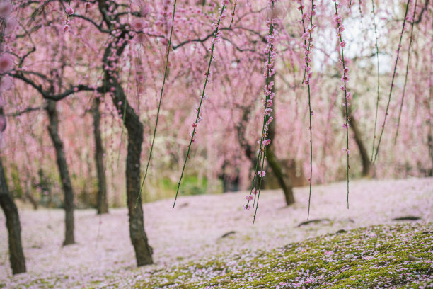 垂挂的李树盛开着图片下载